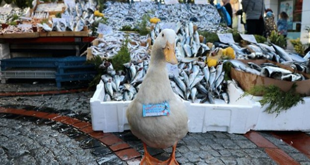 Balıkçıların hamsiyle beslediği ördek