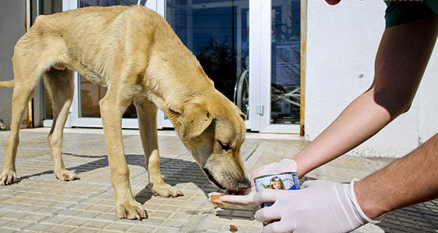 Maltepe Belediyesi 14 bin sokak hayvanını tedavi etti