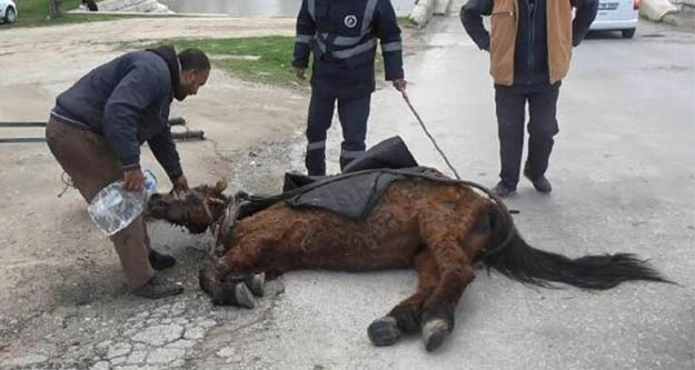 Hayvana işkence bitmek bilmiyor:  Yorgunluktan yere yığılan atın üzerine su döküp  kuyruğundan sürükledi