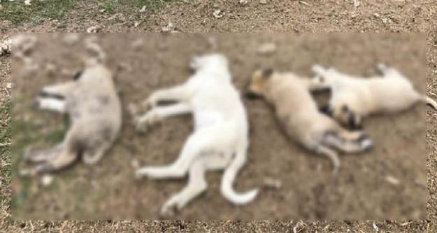 Ankara'da hayvan vahşeti: Zehirlenen 8 köpekten 4'ü öldü