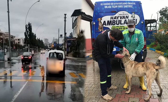 Aracın arkasına bağlanıp sürüklenen köpeğe  Tarsus Belediyesi sahip çıktı