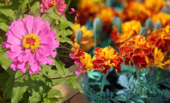 Çankaya'da yaz çiçekleri üretimi başladı