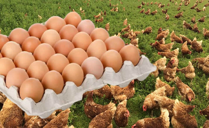 Yumurta üretimi Kasım’da azaldı