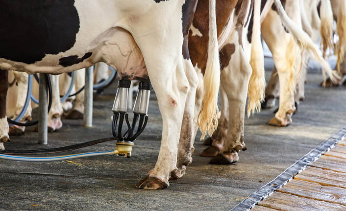 2021'de inek sütü fiyatı arttı