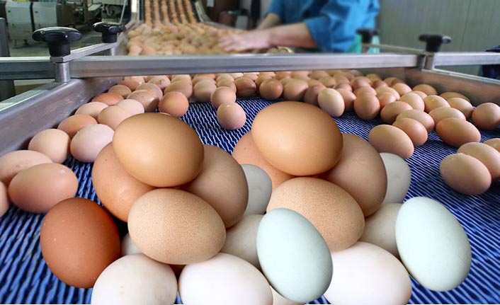 Yumurta üretiminde düşüş devam ediyor