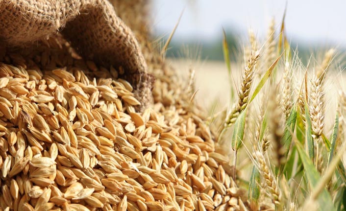 Buğday ve arpa alım fiyatları arttı