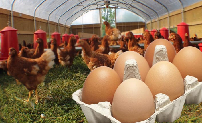 Yumurta üretimi yüzde 4 geriledi