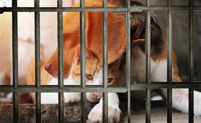 Petshoplarda hayvan satışı yasaklandı