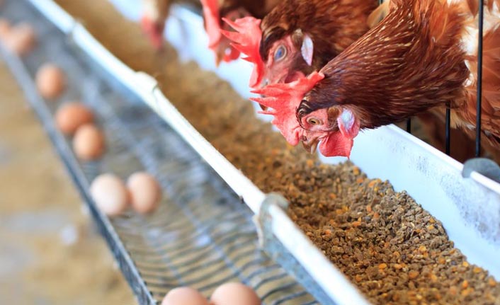 Tavuk ve yumurta üretim arttı