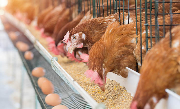 Tavuk üretimi yüzde 14,1 azaldı