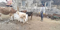 Çiftçi haciz kıskacında, köylünün hayvanları haczedildi