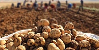 Patates üreticisi isyanda:  Bankaların hepsi  çiftçinin tarlalarını satılığa çıkarıyor