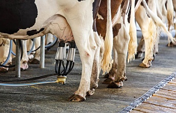 2021'de inek sütü fiyatı arttı