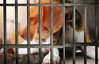 Petshoplarda hayvan satışı yasaklandı
