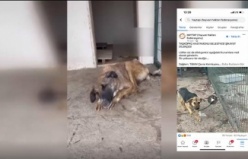  Taşköprü Belediyesi hayvan barınağında can çekişen köpeğin görüntüsüne tepki