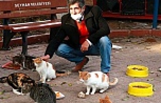 Adana'da zehirlenen 25 sokak kedisinden 17 si...