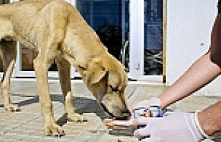 Maltepe Belediyesi 14 bin sokak hayvanını tedavi...