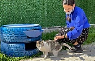 Seyhan'da lastik ve paletler sokak kedilerine...