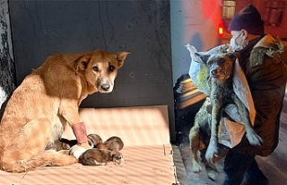 Belediyenin kurtardığı köpek 5 yavru doğurdu
