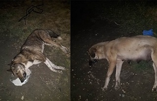 Manisa'da köpek katliamı !