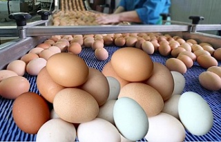 Yumurta üretiminde düşüş devam ediyor