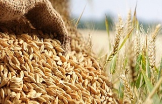Buğday ve arpa alım fiyatları arttı
