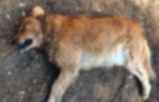 Antalya'da köpek katliamı