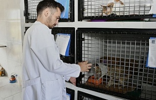 Kuşadası'nda kedilere özel tedavi ünitesi