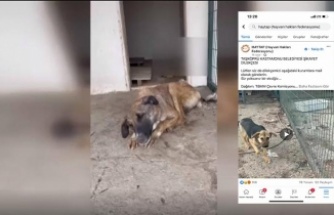  Taşköprü Belediyesi hayvan barınağında can çekişen köpeğin görüntüsüne tepki