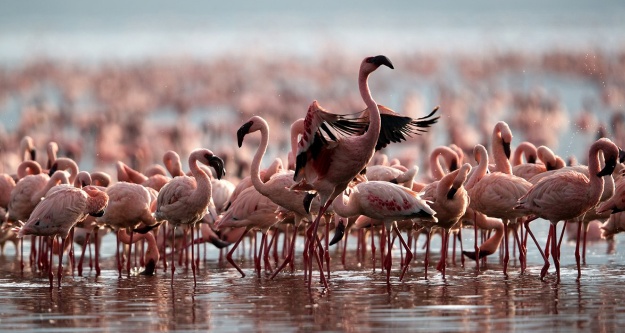 Savaşı flamingolar kazandı