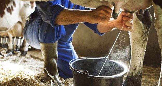 Çiğ süt fiyatları çiftçiyi hayal kırıklığına uğrattı