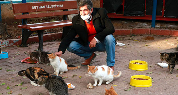 Adana'da zehirlenen 25  sokak kedisinden 17 si öldü,5'i kayıp