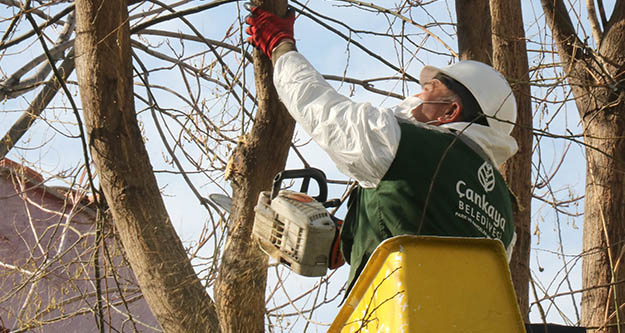 Çankaya Belediyesi, ağaç bakımlarına devam ediyor