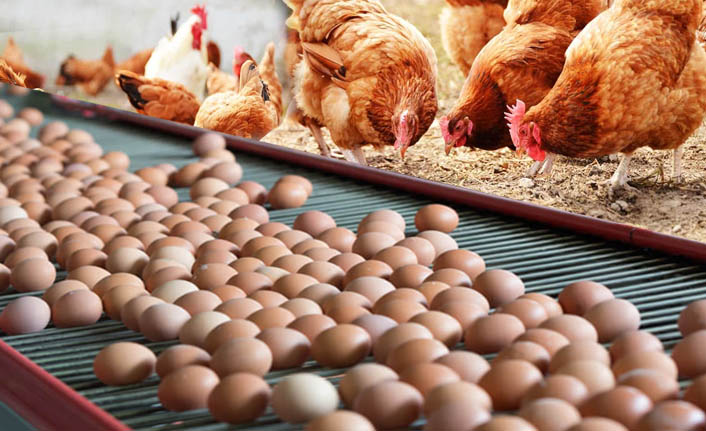 Tavuk yumurtası üretimi Aralık'ta azaldı
