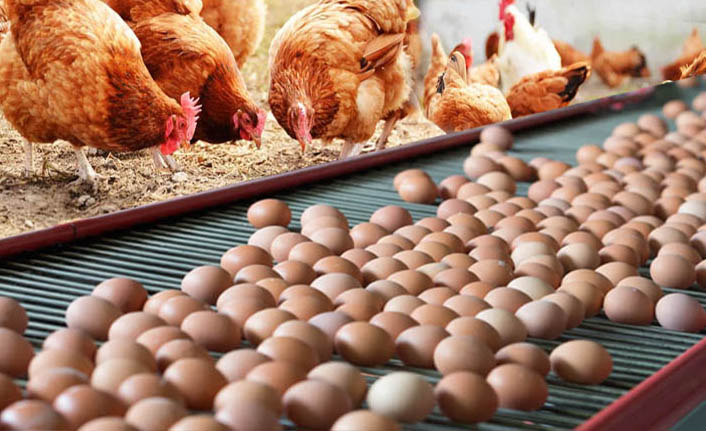 Tavuk yumurtası üretimi Ocak'ta azaldı