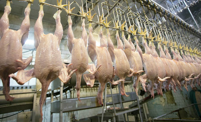 tavuk eti üretimi yıllık bazda arttı