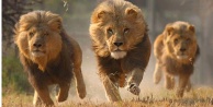 Dört aslanda koronavirüs tespit edildi