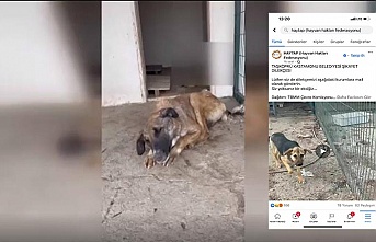 Taşköprü Belediyesi, hayvan barınağında  can çekişen köpek görüntüsüne tepki