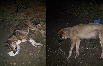 Manisa'da köpek katliamı !