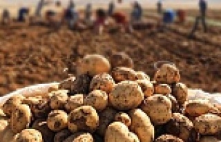 Patates üreticisi isyanda: Bankaların hepsi çiftçinin...