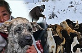 Ankara Kent Konseyi sokak hayvanları bir arada