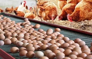 Tavuk yumurtası üretimi Aralık'ta azaldı