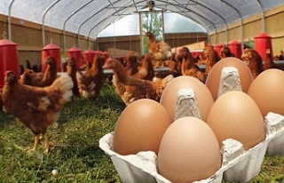 Yumurta üretimi yüzde 4 geriledi