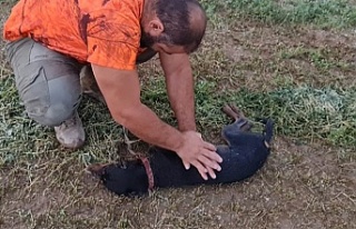 köpeğine kalp masajı yaparak hayatını kurtardı